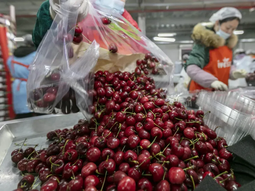 El mercado chino impone su ritmo mientras la abundante oferta temprana y algunos problemas de calidad golpean las cotizaciones internacionales.