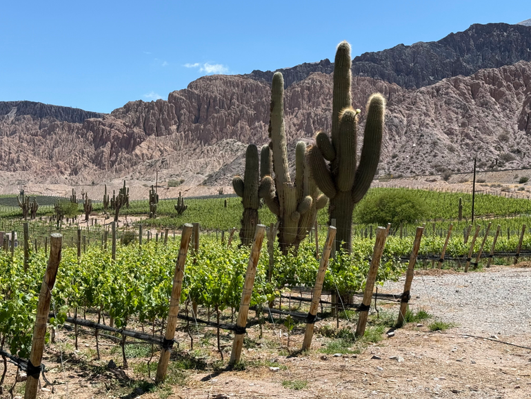 Los nuevos vinos del norte argentino
