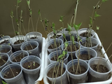La&nbsp; cepa Bacillus amyloliquefaciens reduce la pudrición de raíces y tallos en poroto en un sistema agrícola degradado en el Valle de Lerma.Foto: INTA