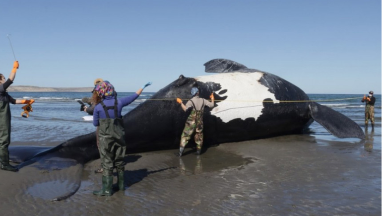 Misterio en la costa de Puerto Pirámides: ya son diez las ballenas muertas