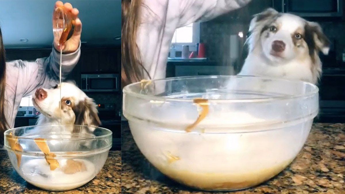 little dog helps his owner to make alfajores for him