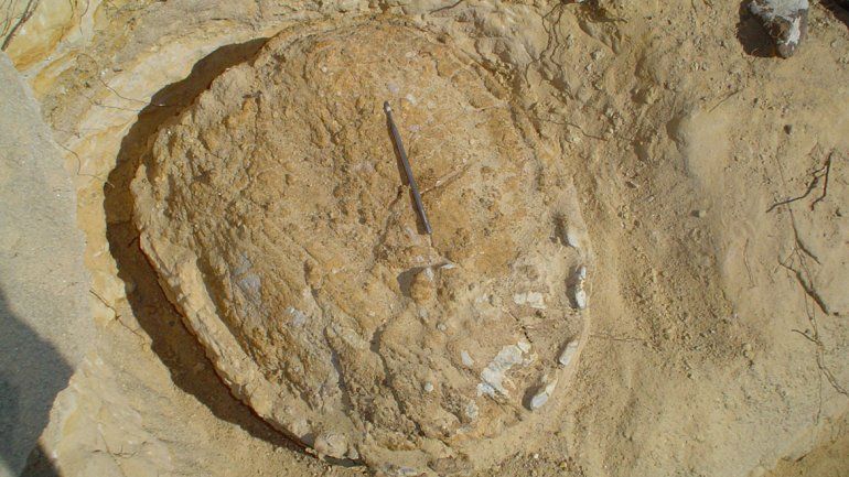 La tortuga fósil fue encontrada por paleontólogos y geólogos.
