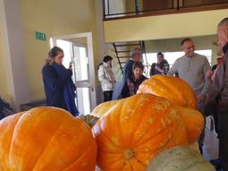 Los zapallos gigantes de Loncopué. Foto: Proda Los zapallos gigantes de Loncopué. Foto: Proda