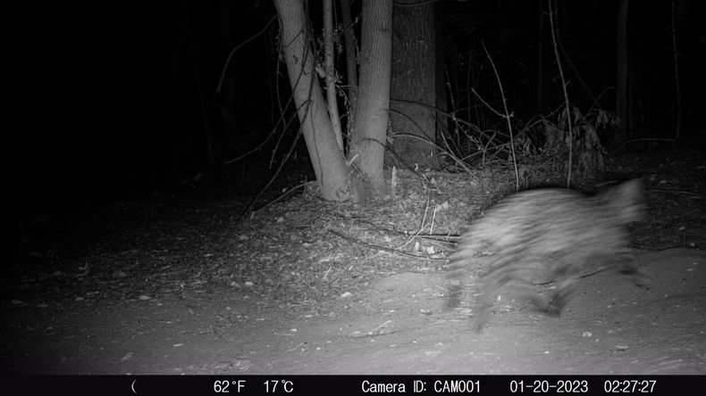 Hiroki: las cámaras no detectaron al puma, pero sí encontraron un animal inusual