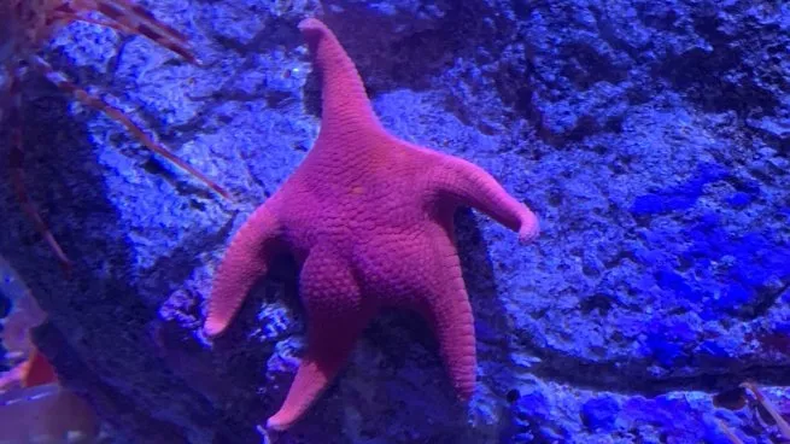 La estrella culona y batatita: los hallazgos en el fondo del mar argentino que se volvieron virales