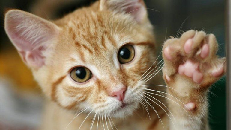 ¿Por qué se festeja hoy el día mundial del gato?