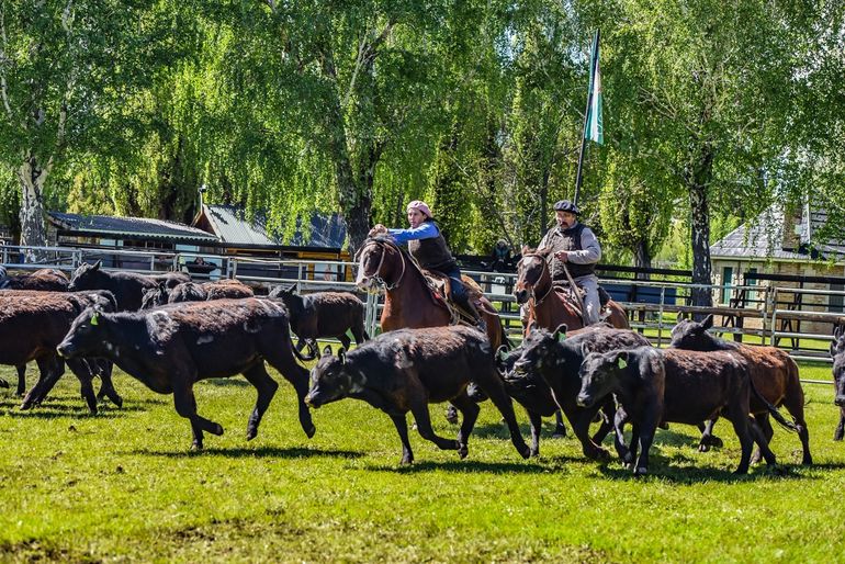 La exhibición de los animales de calidad que tiene la provincia de Neuquén. La exhibición de los animales de calidad que tiene la provincia de Neuquén.
