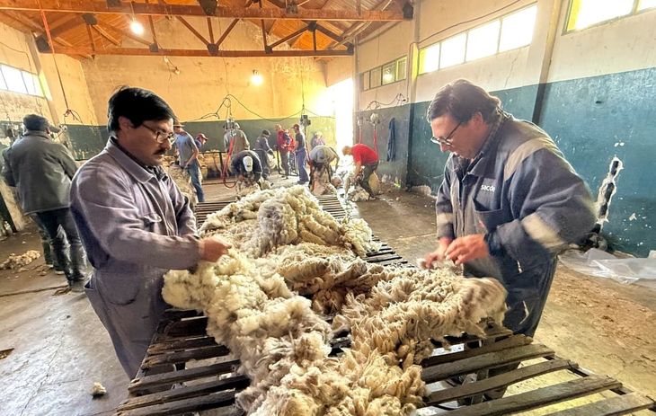 Clasificación del vellón por finura y largo, un proceso clave del PROLANA que aumentó la ganancia hasta diez veces. Fotos: Walter Campos (TricaoMalalNoticias) Clasificación del vellón por finura y largo, un proceso clave del PROLANA que aumentó la ganancia hasta diez veces. Fotos: Walter Campos (TricaoMalalNoticias)