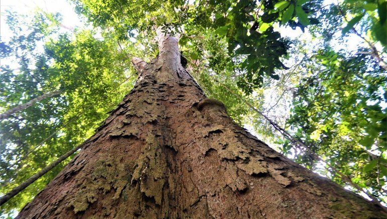 Amazonia: el árbol más alto está rodeado por otros gigantes
