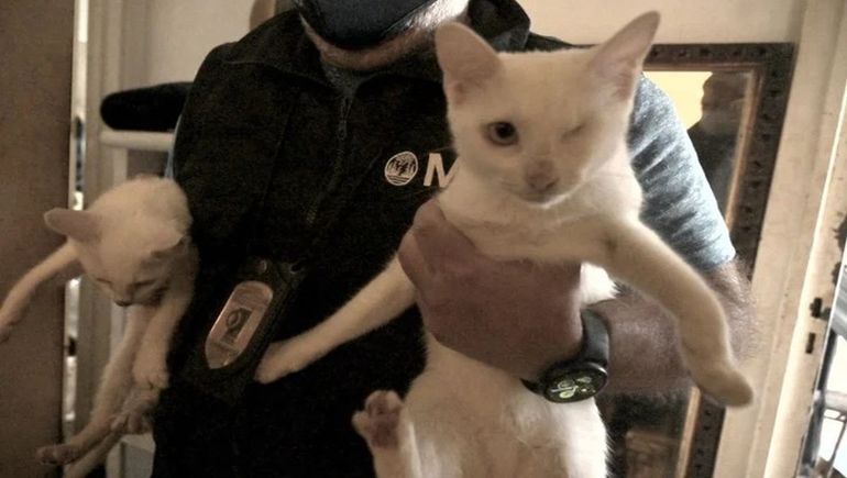 Horror: encuentran 23 gatos maltratados y cuerpos congelados