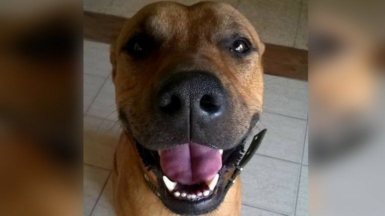 Buscan a Timón, el acompañante terapéutico de una vecina cipoleña con discapacidad