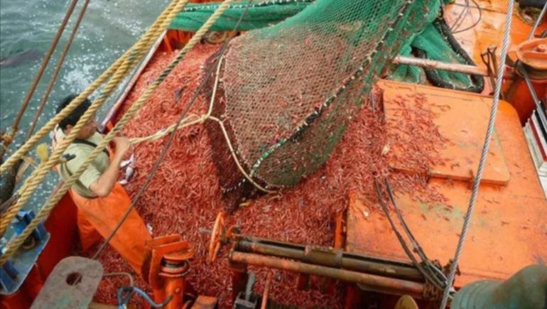 Pesca de langostino en aguas de Chubut.