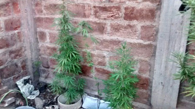 Buscaban un arma y encontraron marihuana en el San Lorenzo