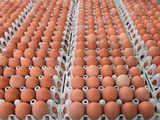 Cambios de hábtio y salarios pulverizados, dos variables que impulsaron el consumo de huevos de gallina en la región.