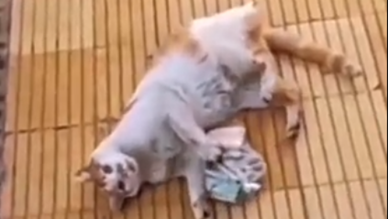 Un gato sorprendió al regresar a su hogar con una bolsa llena de billetes