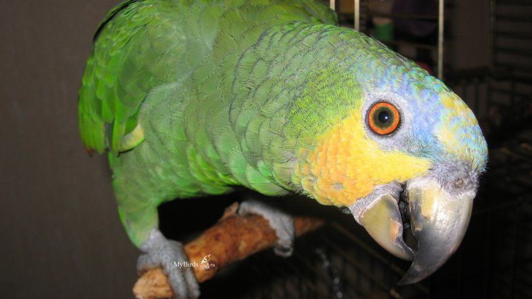 Los cipoleños se unieron para encontrar al loro Pedro