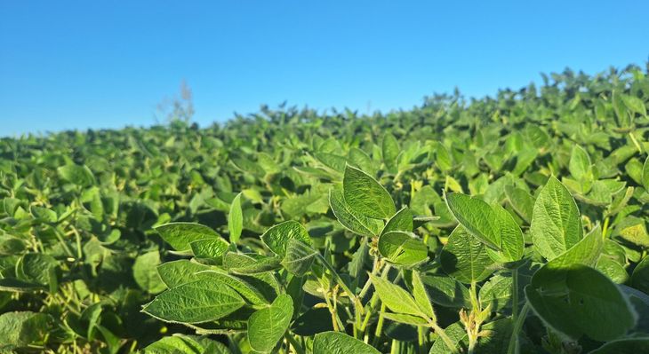 "Cuando yo empecé, no se llegaba a 500.000 hectáreas de soja, y estaban prácticamente todas concentradas en el sur de Santa Fe, muy poco en Córdoba y Buenos Aires", rememora Rossi. "Cuando yo empecé, no se llegaba a 500.000 hectáreas de soja, y estaban prácticamente todas concentradas en el sur de Santa Fe, muy poco en Córdoba y Buenos Aires", rememora Rossi.