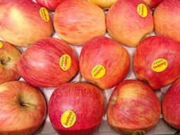 La cosecha de la UE-27 aumentó 4% y los precios mayoristas mostraron un descenso inesperado que reconfigura el panorama comercial del sector. La cosecha de la UE-27 aumentó 4% y los precios mayoristas mostraron un descenso inesperado que reconfigura el panorama comercial del sector.