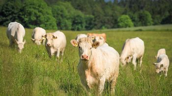 La Unión Europea suspendió las importaciones de carne brasileña por nuevas exigencias sanitarias vinculadas al uso de antimicrobianos en la producción animal. | LM Neuquen La Unión Europea suspendió las importaciones de carne brasileña por nuevas exigencias sanitarias vinculadas al uso de antimicrobianos en la producción animal.