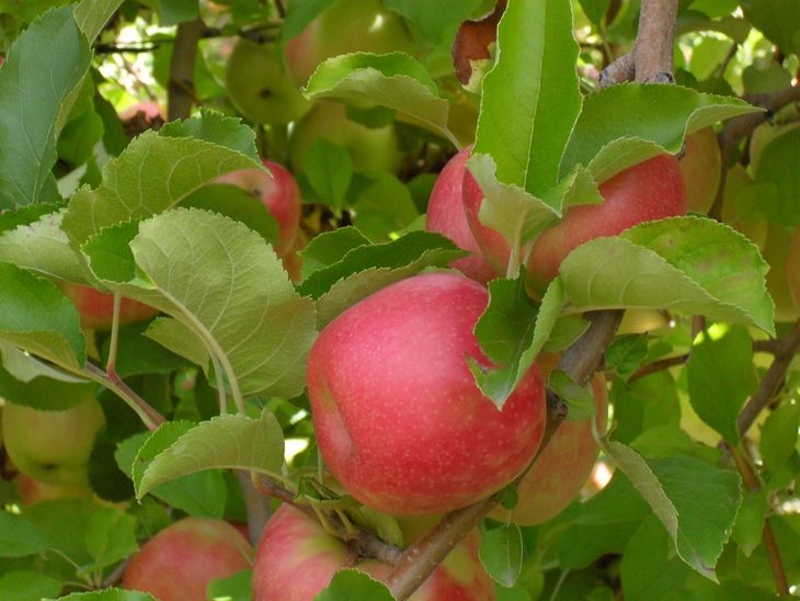 La regulación del crecimiento en brotes de manzano orienta los nutrientes del árbol hacia una mejor calidad comercial de la fruta.