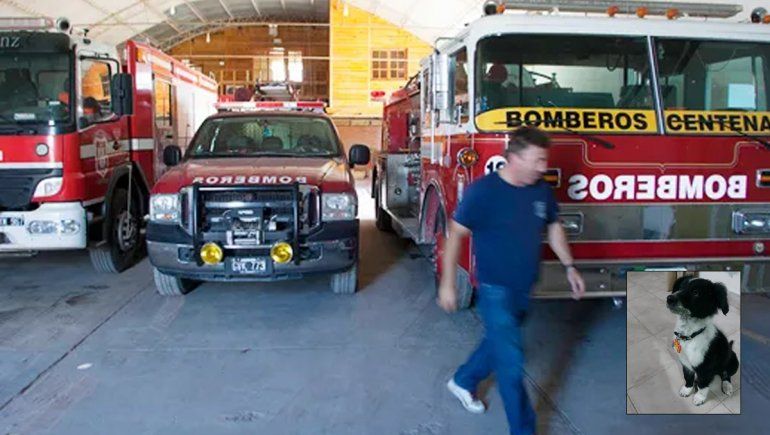 Un border collie será el primer perro de rescate de Centenario