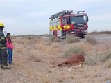 Camioneta impactó contra un caballo camino a Mari Menuco