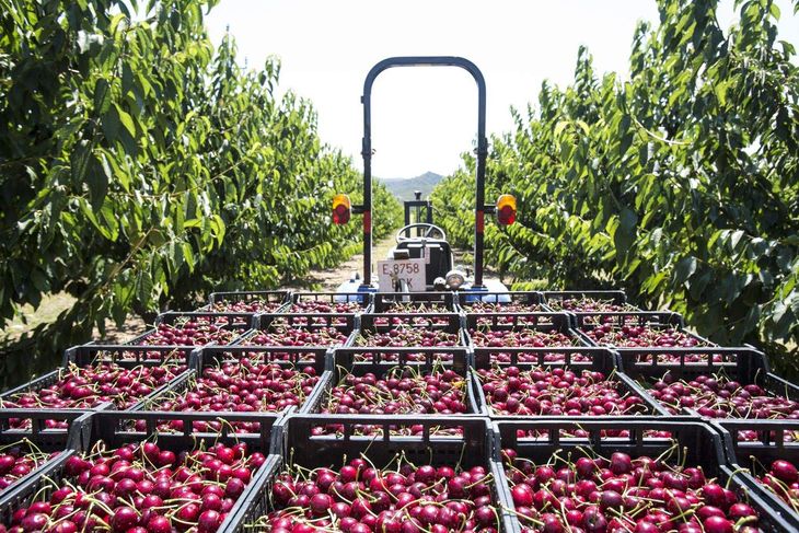 La industria cerecera chilena enfrenta un ajuste estructural que expone debilidades en planificación y respuesta comercial. La industria cerecera chilena enfrenta un ajuste estructural que expone debilidades en planificación y respuesta comercial.