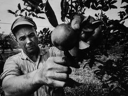 El Valle de Río Negro y Neuquén llegó a tener más de 8.000 productores frutícolas en momentos de esplendor de la actividad. El Valle de Río Negro y Neuquén llegó a tener más de 8.000 productores frutícolas en momentos de esplendor de la actividad.