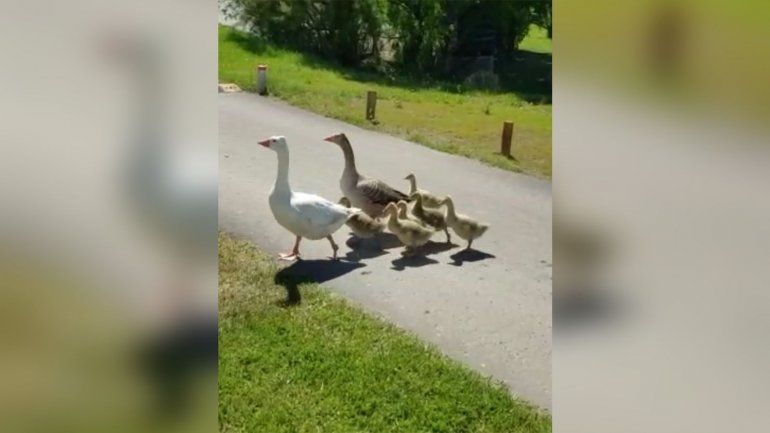 Estilo Nordelta: vecinos denuncian que faenadores se llevaron los gansos de su barrio