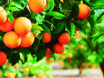 Las naranjas continuan liderando el podio mundial de producción de cítricos.