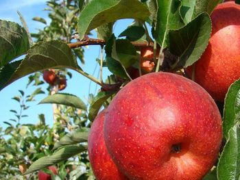 ¿Da comienzo una nueva etapa en el mercado para las variedades de manzanas?