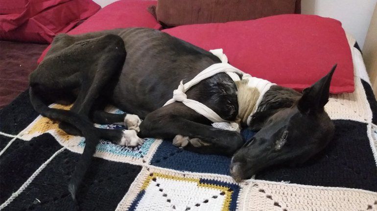 Bronca por la muerte de un perro rescatado en un allanamiento en Cipolletti