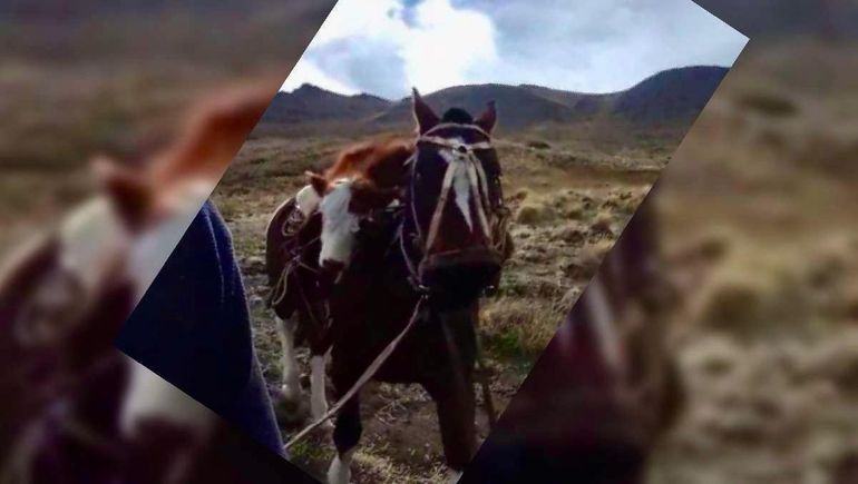 Mateo, el ternero que fue rescatado en el anca de un caballo: hoy tiene una nueva vida en Zapala