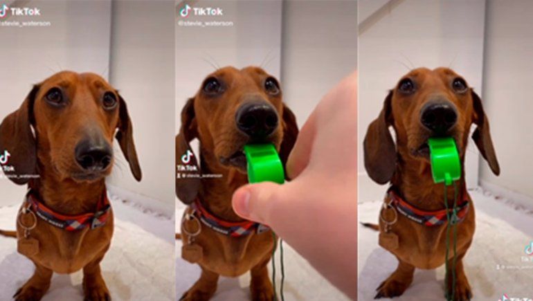 TikTok: perro salchicha aprende a usar el silbato.