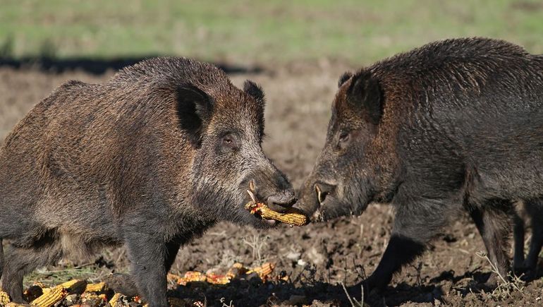 Un hombre murió en una caza de jabalíes en Santa Fe. Un hombre murió en una caza de jabalíes en Santa Fe.