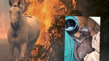 En medio de los incendios forestales, hay voluntarias salvando animales. | LM Neuquen En medio de los incendios forestales, hay voluntarias salvando animales.