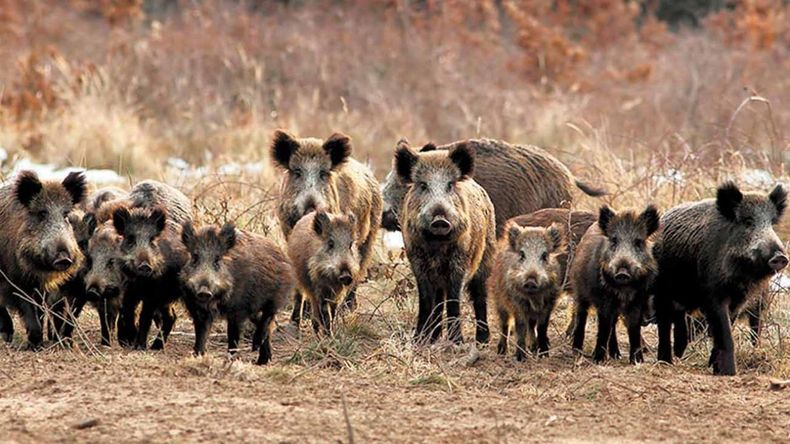 ¿Qué estrategias se están implementando para controlar la plaga del jabalí en Patagonia?