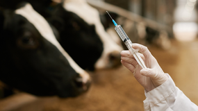 El peligroso virus Shamonda que solo afectaba a animales saltó a los humanos: qué se sabe | LM Neuquen El peligroso virus Shamonda que solo afectaba a animales saltó a los humanos: qué se sabe