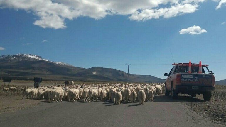 Trashumancia: comenzó el regreso a la invernada en el norte neuquino