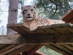 El santuario de Washington, en cuarentena. Foto: @WildFelidAdvocacyCenter El santuario de Washington, en cuarentena. Foto: @WildFelidAdvocacyCenter