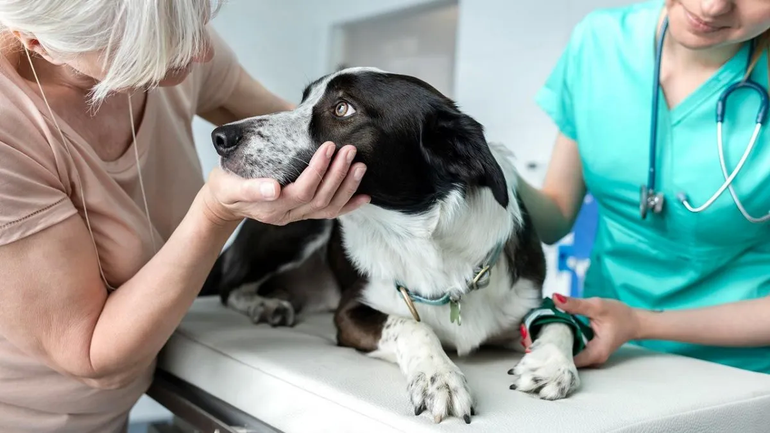 Cuál es la enfermedad detectada en el país que puede afectar a los perros