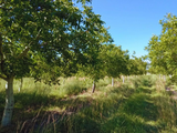 Especialistas del equipo de Fruticultura de la Estación Experimental Agropecuaria del INTA Valle Inferior realizó un relevamiento sanitario en plantaciones de nogal. Foto: INTA