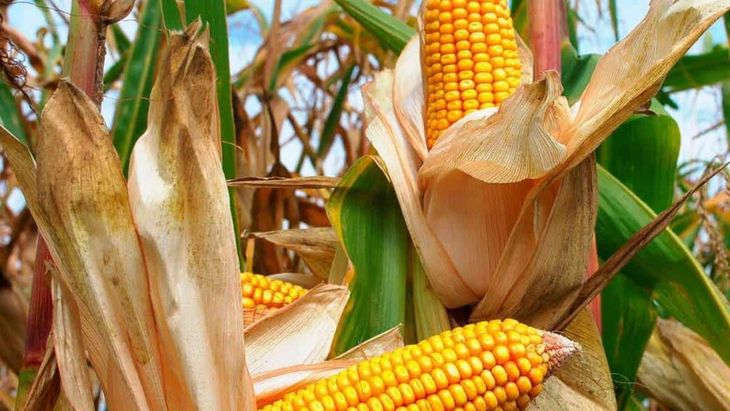 Argentina podr&iacute;a duplicar su producci&oacute;n de ma&iacute;z y llegar a 100 millones de toneladas.