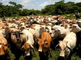 Muchos son los países desarollados que están discutiendo el daño que genera la ganadería en el medio ambiente.