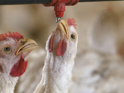 patagonia: faena de pollos crece 5% y marca tendencia desde 2023 patagonia: faena de pollos crece 5% y marca tendencia desde 2023