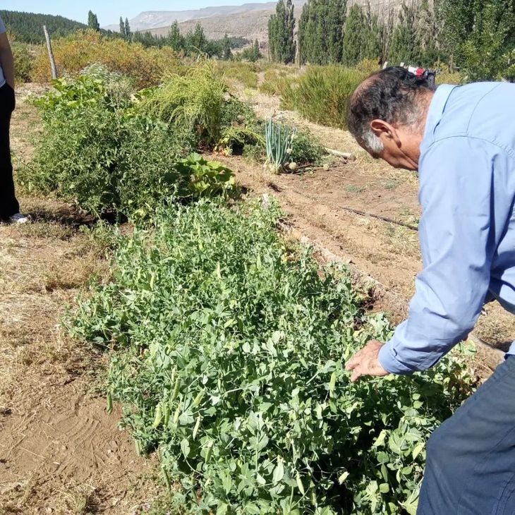 El cultivo de la quinoa en el Norte Neuquino. Foto: INTA El cultivo de la quinoa en el Norte Neuquino. Foto: INTA