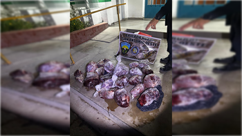 El hecho ocurrió sobre la Ruta Provincial 61. El operativo fue realizado por la Brigada Rural de San Antonio Oeste. Foto: Gentileza. | LM Neuquen El hecho ocurrió sobre la Ruta Provincial 61. El operativo fue realizado por la Brigada Rural de San Antonio Oeste. Foto: Gentileza.