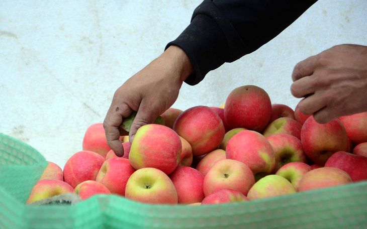 Fortaleza de la mediana escala. A diferencia de otras zonas del Valle, en Regina predominan las estructuras familiares y pymes. Fortaleza de la mediana escala. A diferencia de otras zonas del Valle, en Regina predominan las estructuras familiares y pymes.