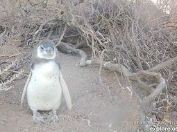 Los pinguinos se muestran en vivo desde su hábitat natural. Los pinguinos se muestran en vivo desde su hábitat natural.