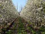 La floración de los perales sigue su curso sin muchos inconvenientes.